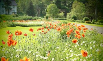 Poppies at the Farmhouse