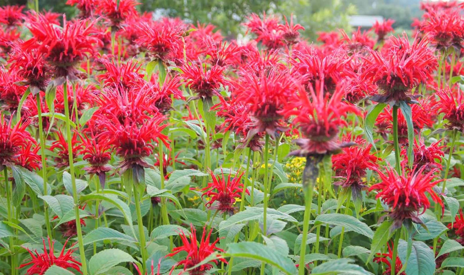 Beebalm Flowers