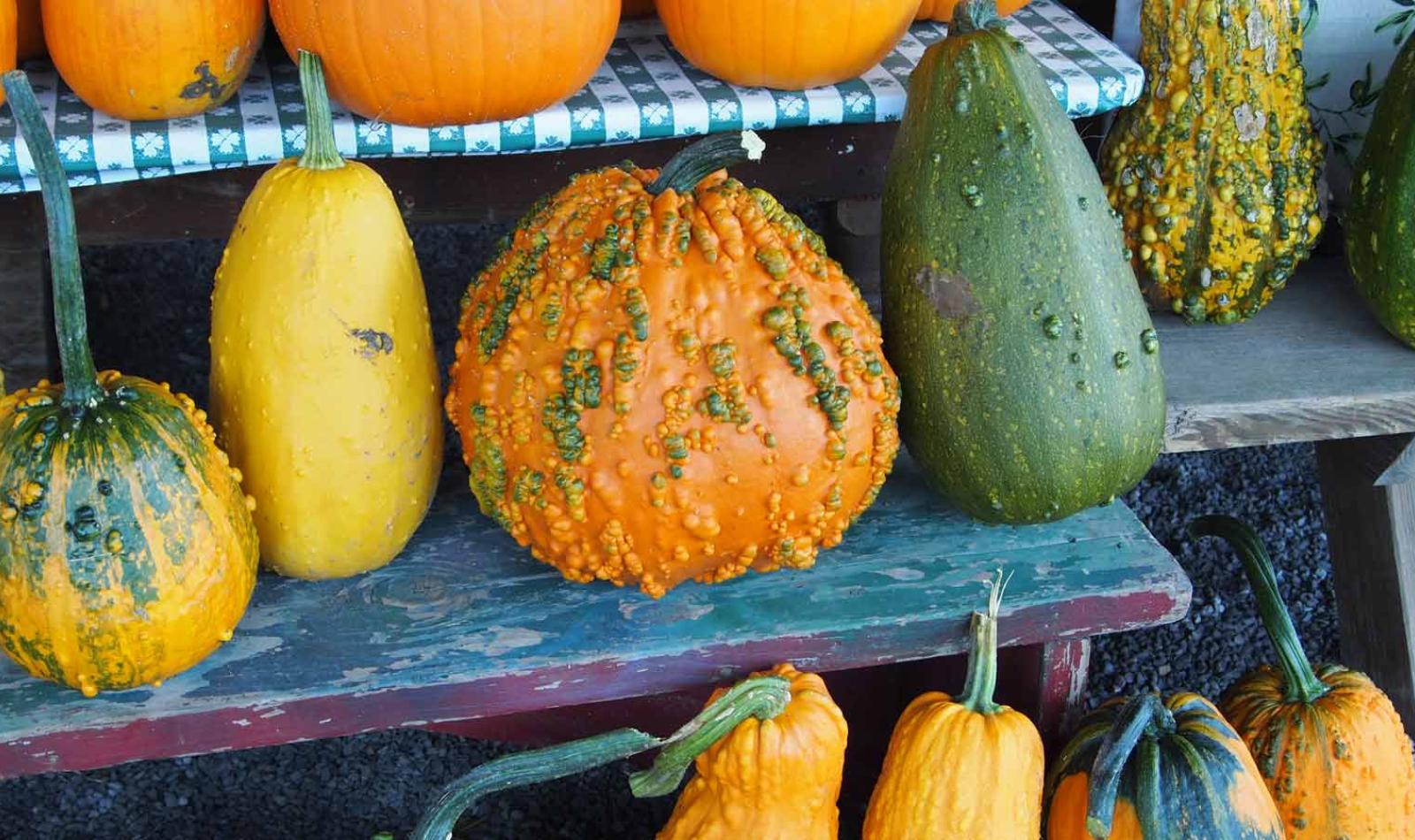 Gourds