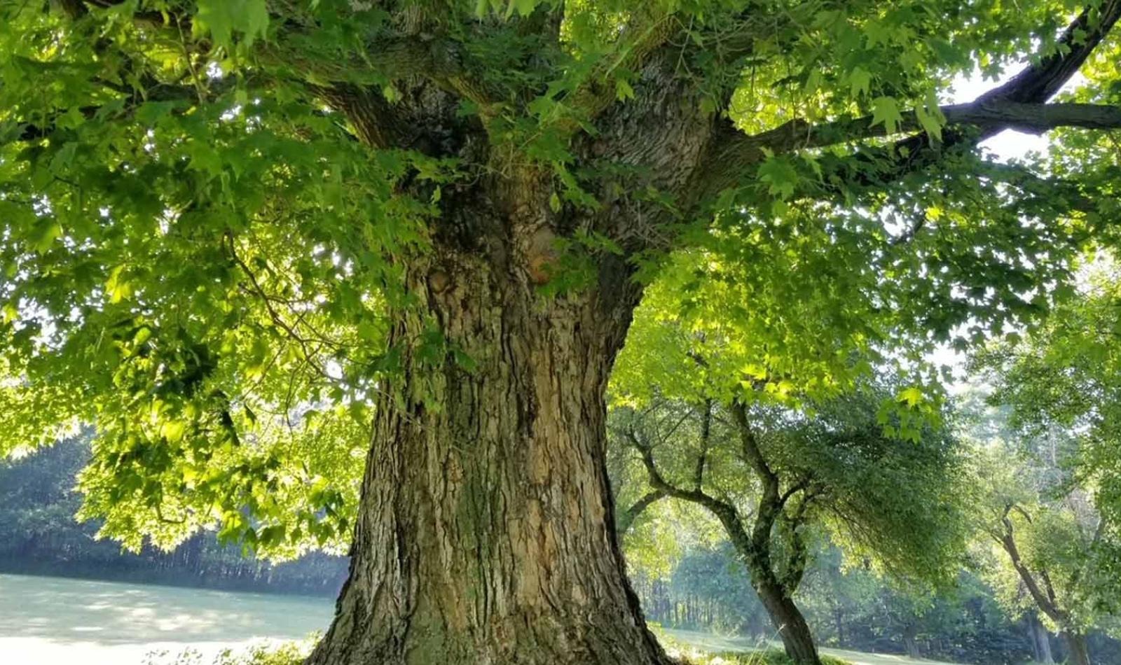 Big Oak Tree